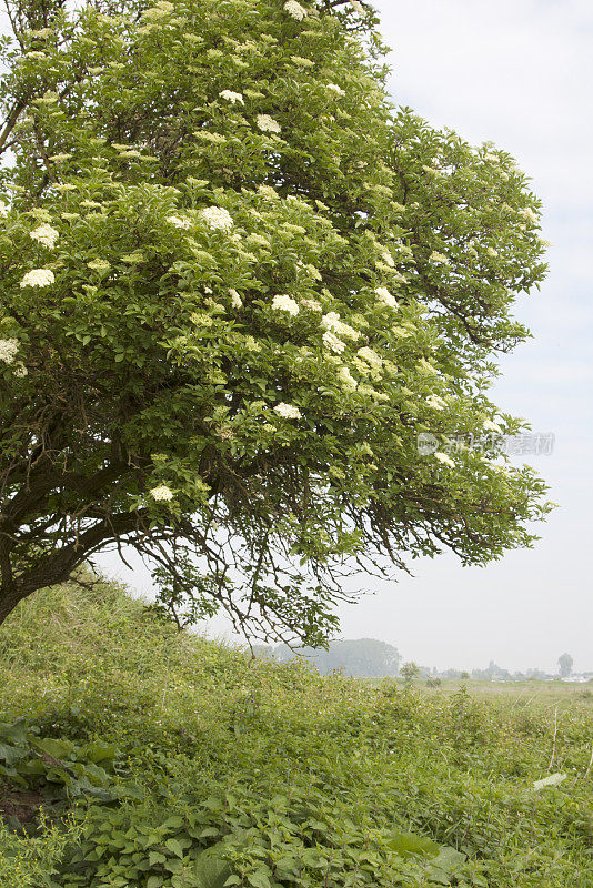 普通接骨木(sambuus nigra)开花